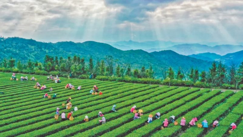 无土栽培与土培：两种种植方式的对比解析