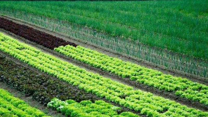 绿色食品续展价格主要由以下几个部分构成：