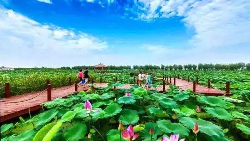 土豆种植机型号对比与报价