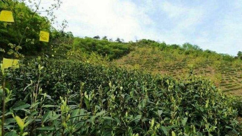 农民专业合作社注销流程解析：时间与注意事项