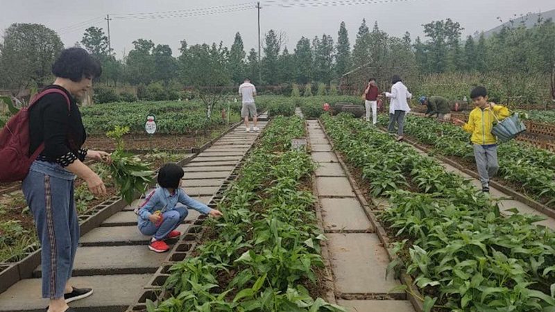 农业产业园运营管理手册：构建高效农业生态系统的关键**