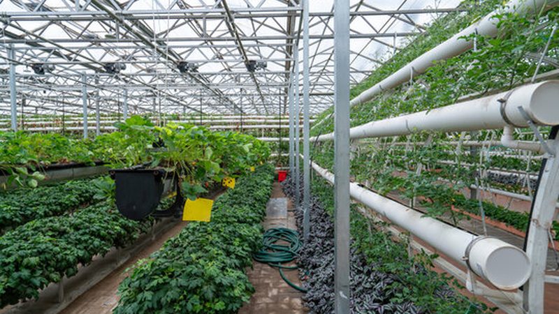 循环农业有机肥处理：绿色种植的秘诀