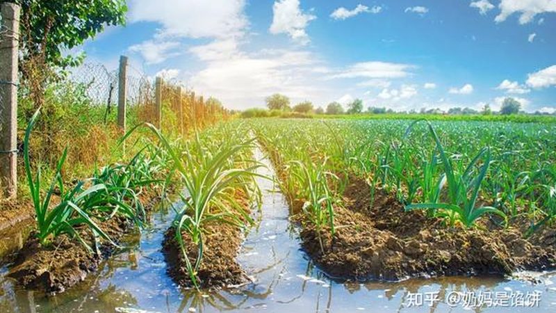 农产品配送利润与规模：揭秘背后的关系**