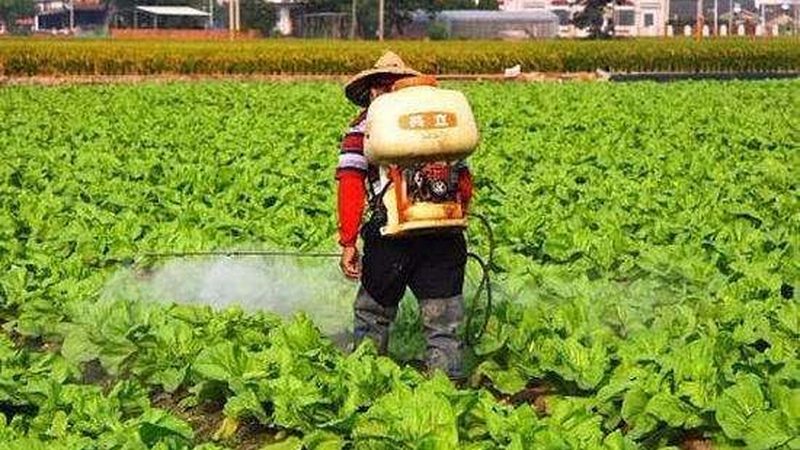 大棚草莓种植成本解析：亩均投入揭秘