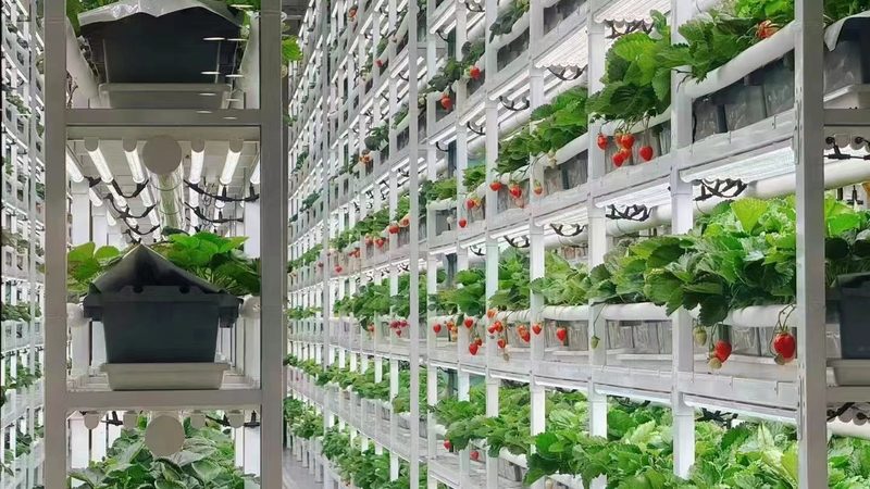 水果种植企业哪家好？揭秘优质企业的关键指标